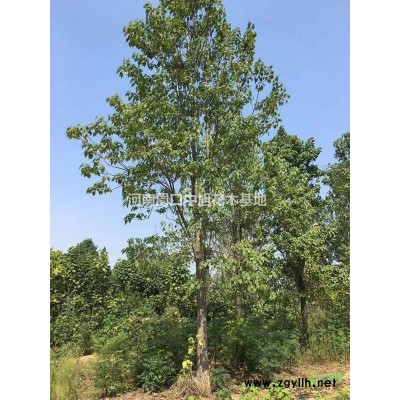 1米左右紅葉石楠球苗圃直供