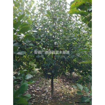 高桿紅葉石楠 高桿紅葉石楠價(jià)格