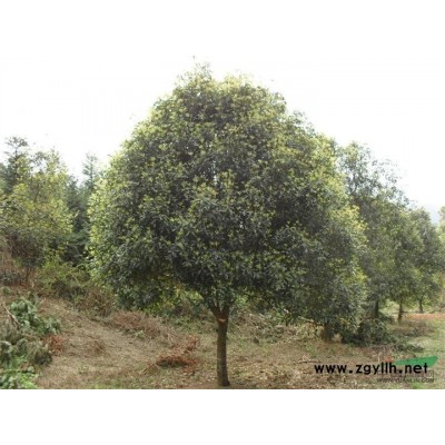 安徽紅葉石楠1介紹