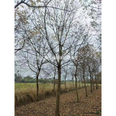 紅葉石楠 浙江紅葉石楠 湖州紅葉石楠行情報(bào)價(jià)/紅葉石楠