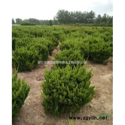 香椿苗木，香椿綠化、香椿小苗、桂花、紅豆杉、紫薇樁