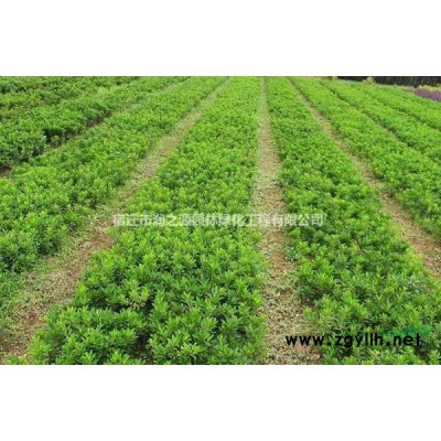 供應(yīng)連翹苗木