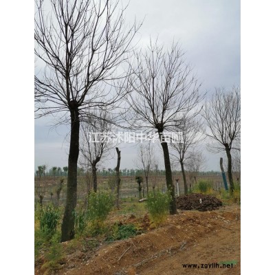 出售，3--5分支的連翹價格，連翹圖片，連翹產地沭陽