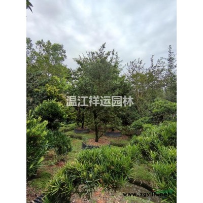 出售紅葉石楠樹、紅葉石楠柱