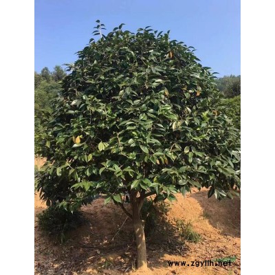 黃刺梅、連翹、金銀木、紅葉碧桃、綠葉碧桃、榆葉梅、美人梅、紫葉李、紫葉矮櫻