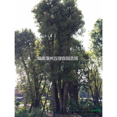 福建花葉假連翹價格 花葉假連翹地被哪里有 花葉假連翹那里*多