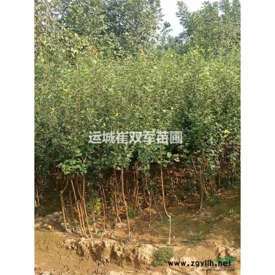 1年連翹苗！??！1年藥用連翹苗價(jià)格？？1年連翹苗多少錢一棵？