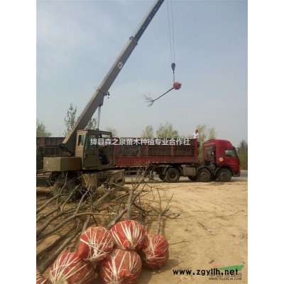 山西連翹苗價(jià)格，山西連翹苗種植基地，連翹苗前景