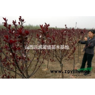 連翹苗 藥材連翹苗 山西1-2年連翹苗 撬動(dòng)山區(qū)致富路