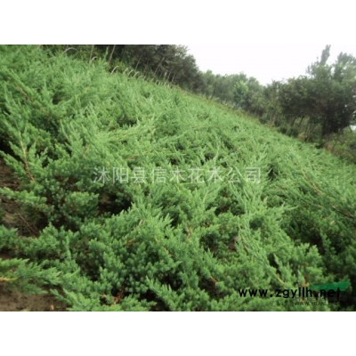 連翹（黃老虎），連翹價格