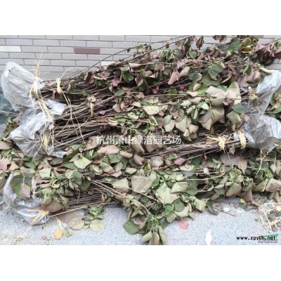 浙江省杭州市蕭山區供應連翹