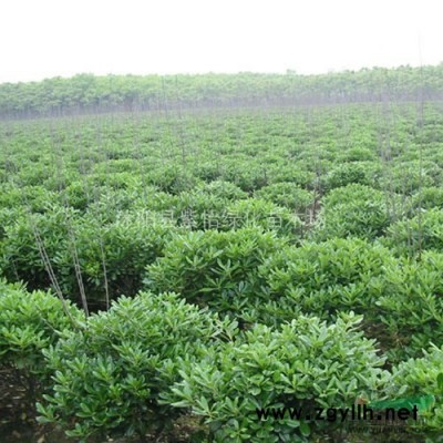 連翹-連翹花 苗木 連翹苗-連翹小苗-耐寒苗木-叢生連翹