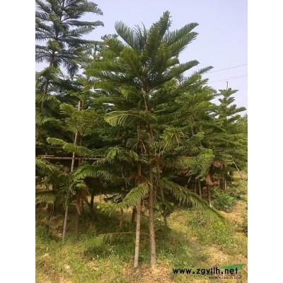 福建銀邊假連翹/福建銀邊假連翹供應/出售福建銀邊假連翹