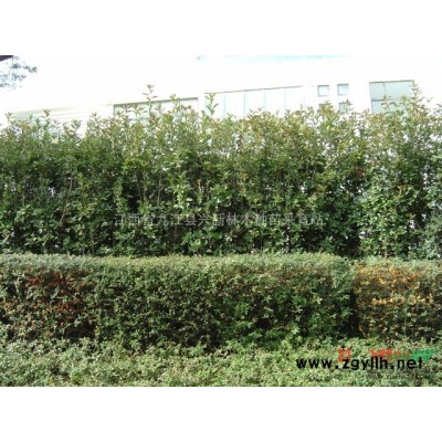 江西東北連翹種子，九江連翹種子，連翹種子