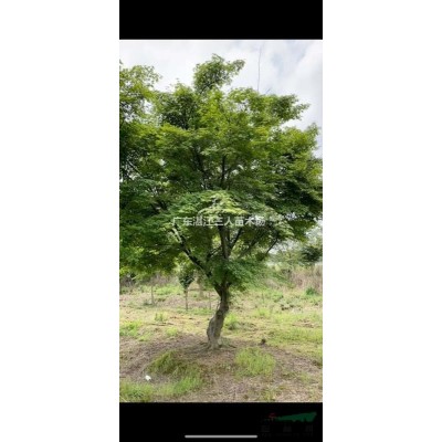 15分高桿紅葉石楠