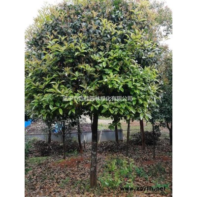 低價出售2---5年桂花苗，紅葉石楠苗0.4元