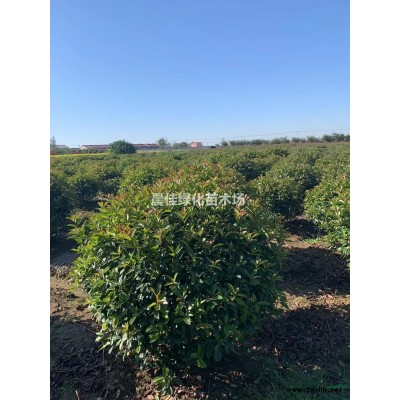 江蘇連翹/連翹批發(fā)