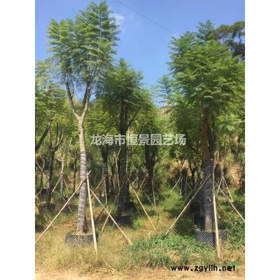 質量高價格低的 金邊假連翹長樂市有沒有