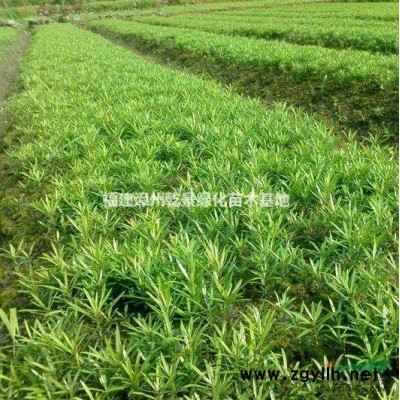 供應優質黃金葉價格，金葉假連翹價格