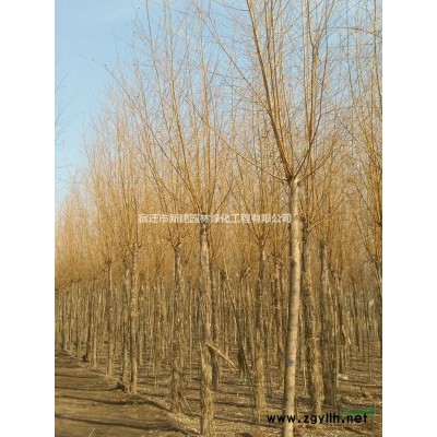 供應：水臘、薔薇、迎春、連翹、側柏、金絲桃、海桐、石榴