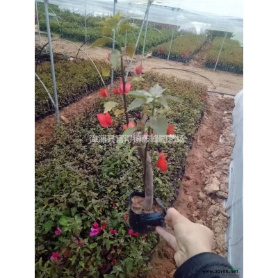 福建金邊假連翹小苗