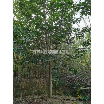 大量供應(yīng)紅葉石楠柱