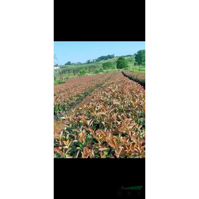 湖北地區供應25-45公分紅葉石楠