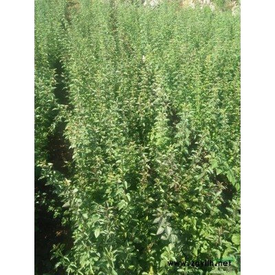 石家莊地區(qū)供應(yīng)0.3公分以上連翹苗，花椒苗，山桃苗，山杏苗。