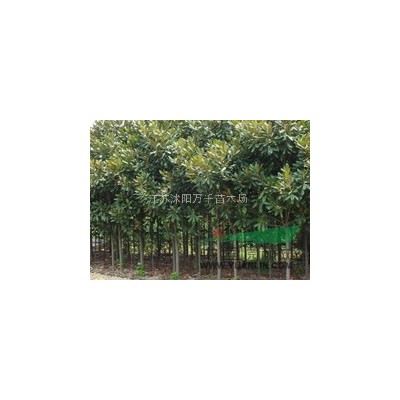 連翹、爬山虎、薔薇、花葉蔓、小葉扶芳藤、金絲桃