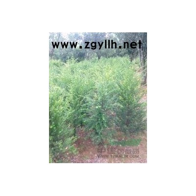 供應11公分紅葉石楠，12公分高桿紅葉石楠，江西紅葉石楠報價