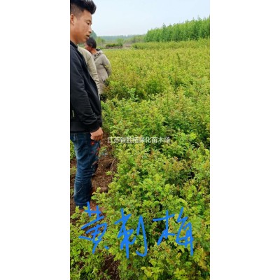 江蘇供應蘇北地區大量供應紅葉石楠杯苗/紅葉石楠大杯苗/紅葉石楠成活率99%規格*