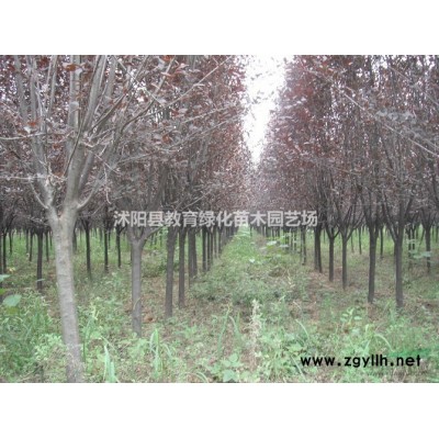 連翹價格 連翹批發