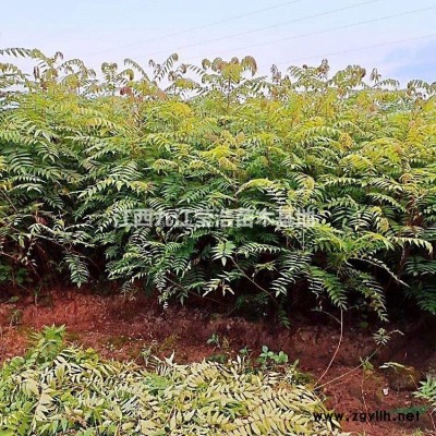 大小規(guī)格連翹小苗 九江連翹小苗基地