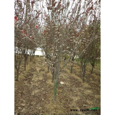 營養體，月季，迎春，連翹，紅葉石楠，金森女貞，