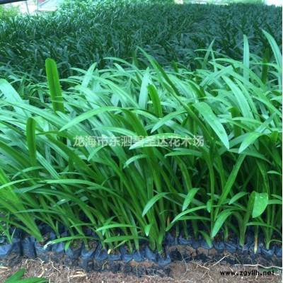 福建漳州金邊假連翹基地各種規格大量批發供應  自家貨源，