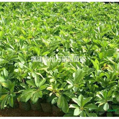 福建供應黃金葉，金葉假連翹