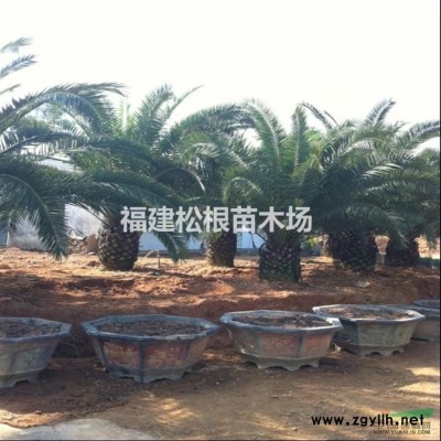 供應金邊假連翹.福建金邊假連翹