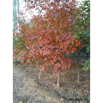 紅葉石楠供應(yīng)  紅葉石楠價(jià)格