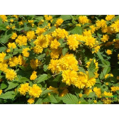 苗圃直銷豐花月季、 薔薇、迎春、連翹、側柏、 扶芳藤