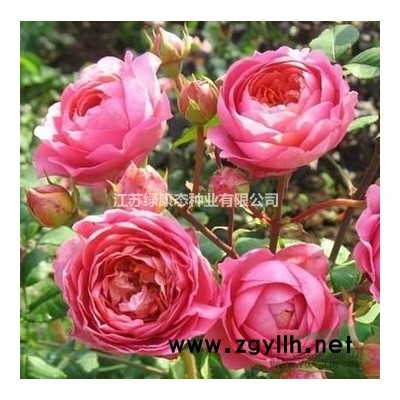 紅葉石楠苗  大杯紅葉石楠 小杯紅葉石楠 全年供貨