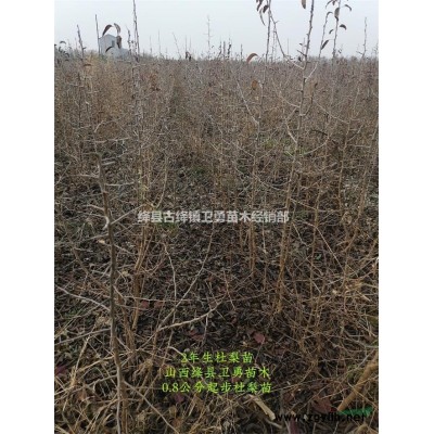 藥用3號連翹苗 一年 兩年 三年連翹苗產地供應價格