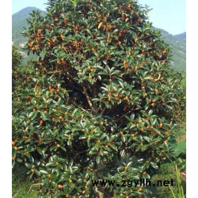 供應紅葉石楠，廣玉蘭，白玉蘭，馬褂木