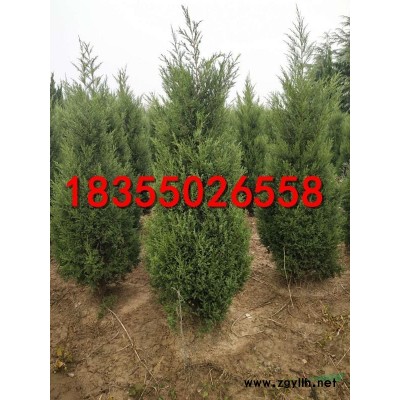 安徽紅葉石楠柱 滁州紅葉石楠柱價格便宜