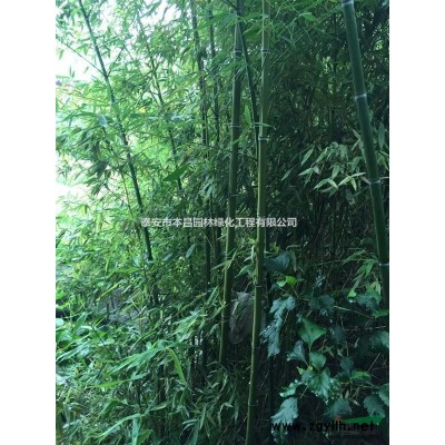 泰安紅葉石楠杯苗栽培技術