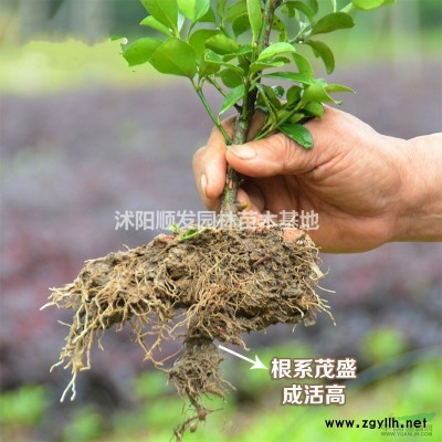 連翹行情報(bào)價(jià)-連翹圖片展示-連翹地直銷-連翹規(guī)格*