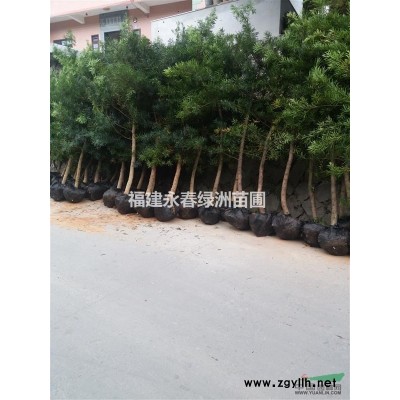 福建金葉連翹價(jià)格，泉州金葉連翹哪里有，福建滿天星價(jià)格哪里便宜