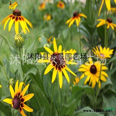 連翹供應(yīng)，連翹價(jià)格，黃金條供應(yīng)，連翹批發(fā)