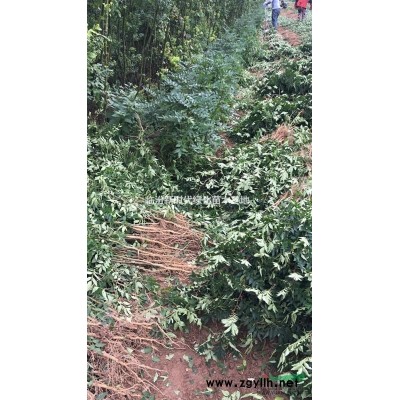 花椒苗 連翹苗 鈣果苗