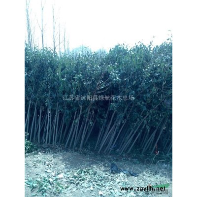 特售：金葉女貞，蜀檜，龍柏，灑金柏，紫葉小檗，黃楊，連翹,