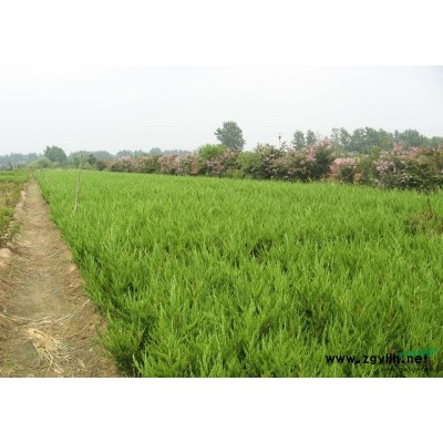 江蘇省沭陽(yáng)縣供應(yīng);迎春，迎夏，棣棠，連翹，紅瑞木，紅天竹，